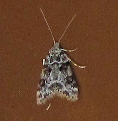 Eudonia delunella? S